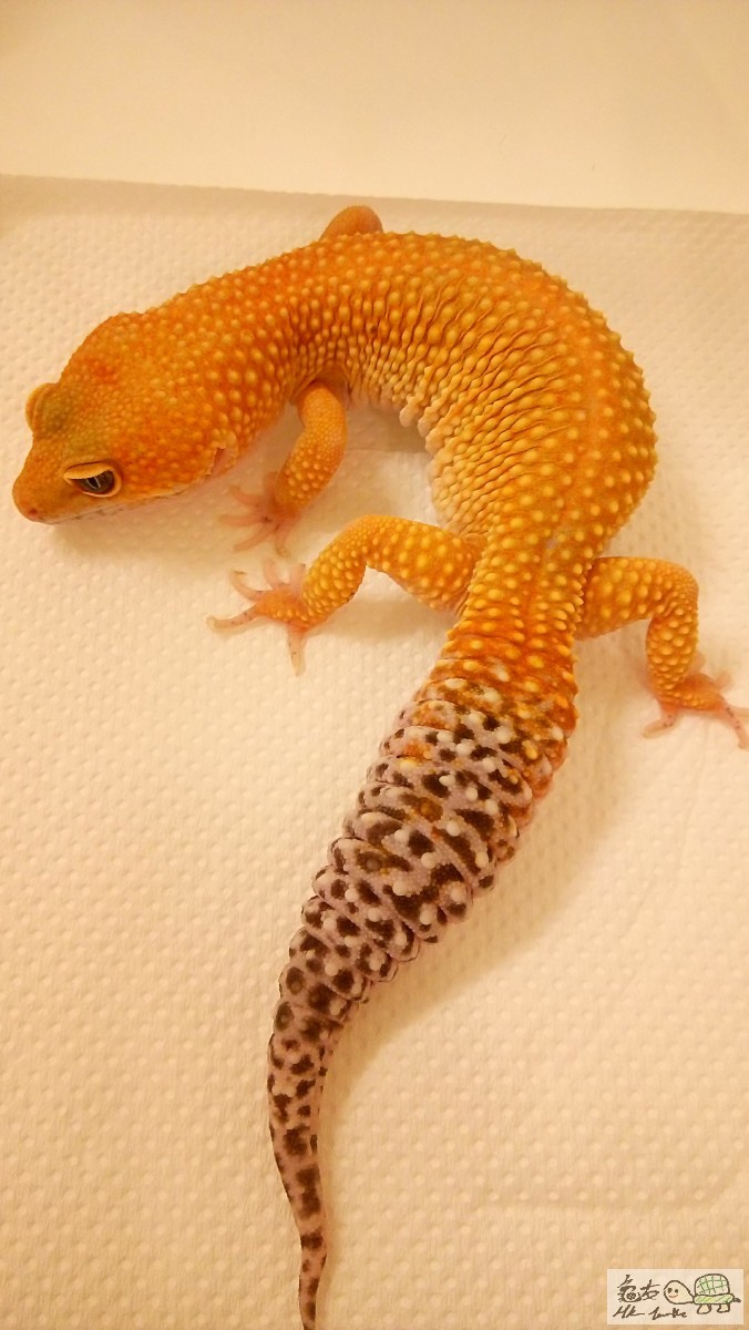 (A) Super Hypo Tangerine Carrot Tail Leopard Gecko 1.JPG