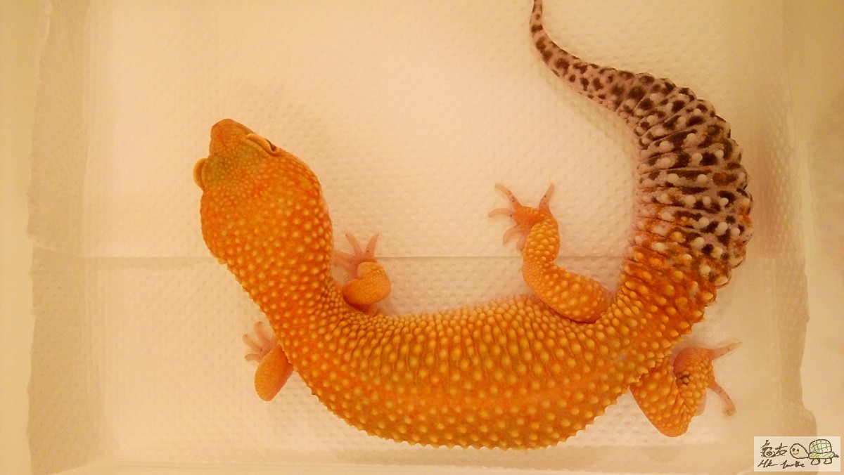 (A) Super Hypo Tangerine Carrot Tail Leopard Gecko 2.JPG