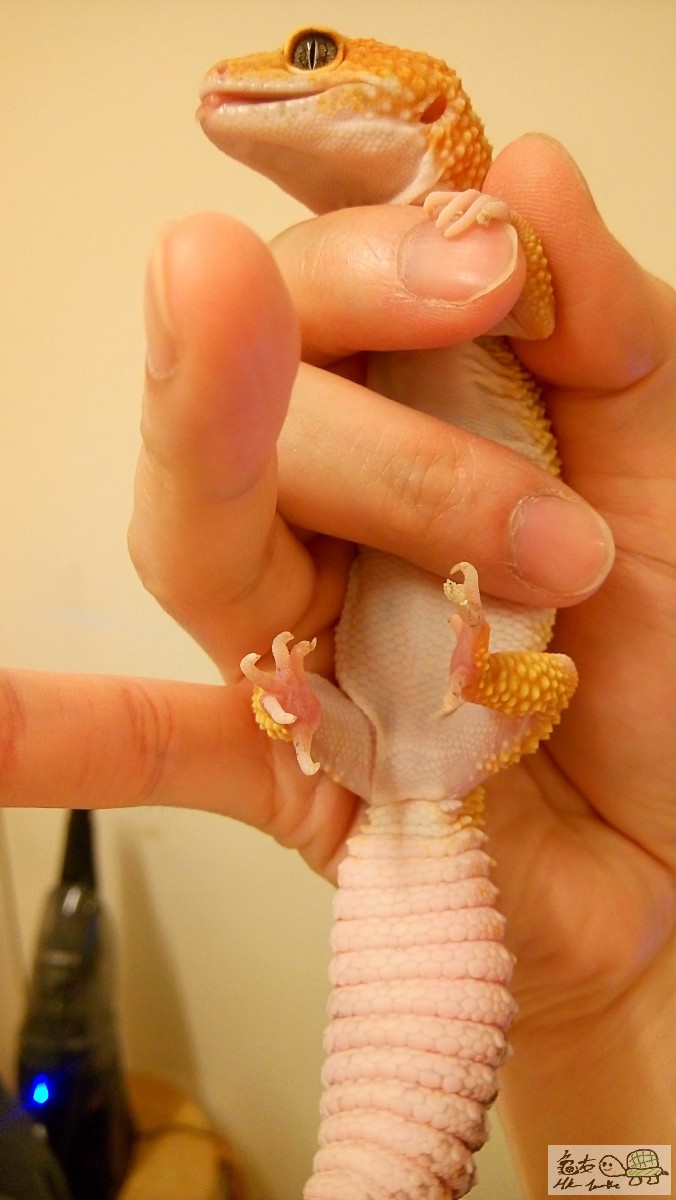 (A) Super Hypo Tangerine Carrot Tail Leopard Gecko 4.JPG