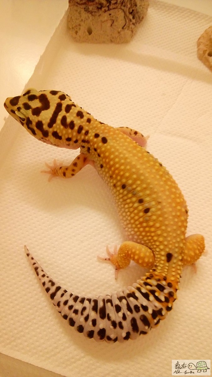 (B) Striped Emerine Leopard Gecko 1.JPG