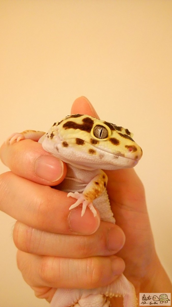 (B) Striped Emerine Leopard Gecko 3.JPG