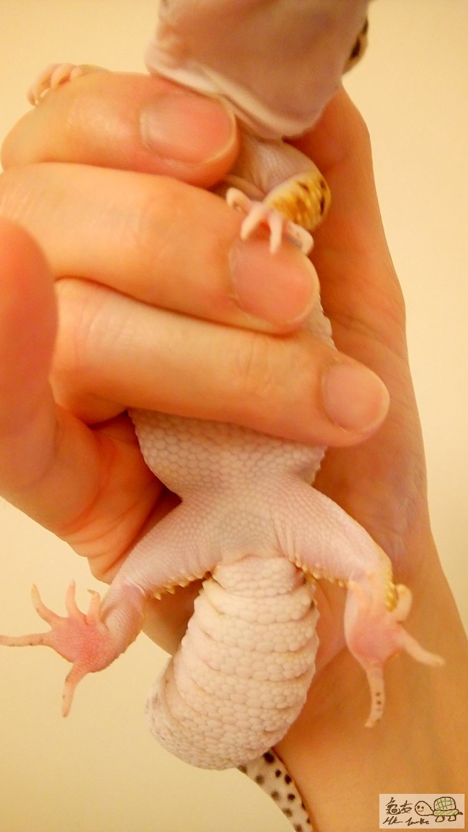 (B) Striped Emerine Leopard Gecko 4.JPG