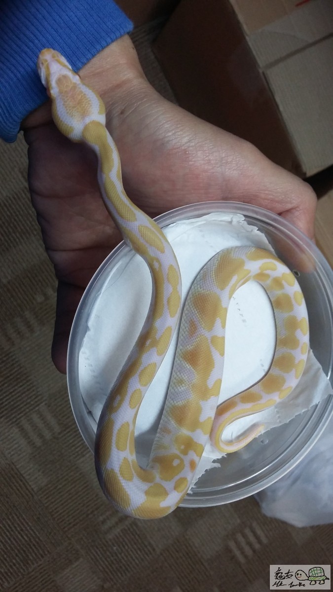 ALBINO3.jpg