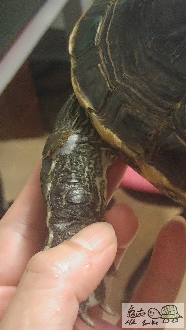 手臂有塊皮甩左出黎~