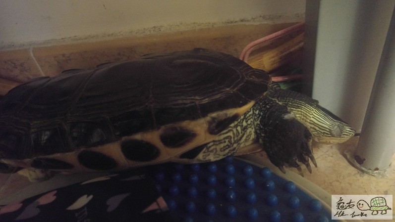 呢幾日~發現龜龜整天睡覺,仲要成日哩埋一2便訓~成日沒精打彩咁