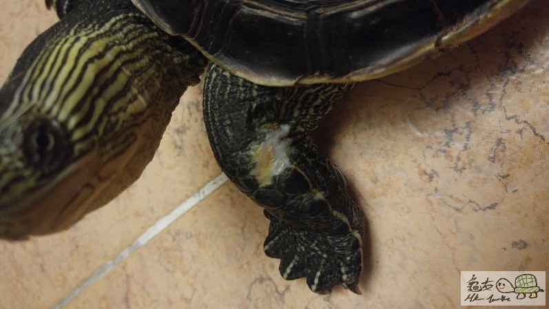 我下午時同佢查左d龜精0~所以黃黃地