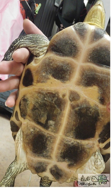 龜板係米都似有病.超干.是不是爛甲