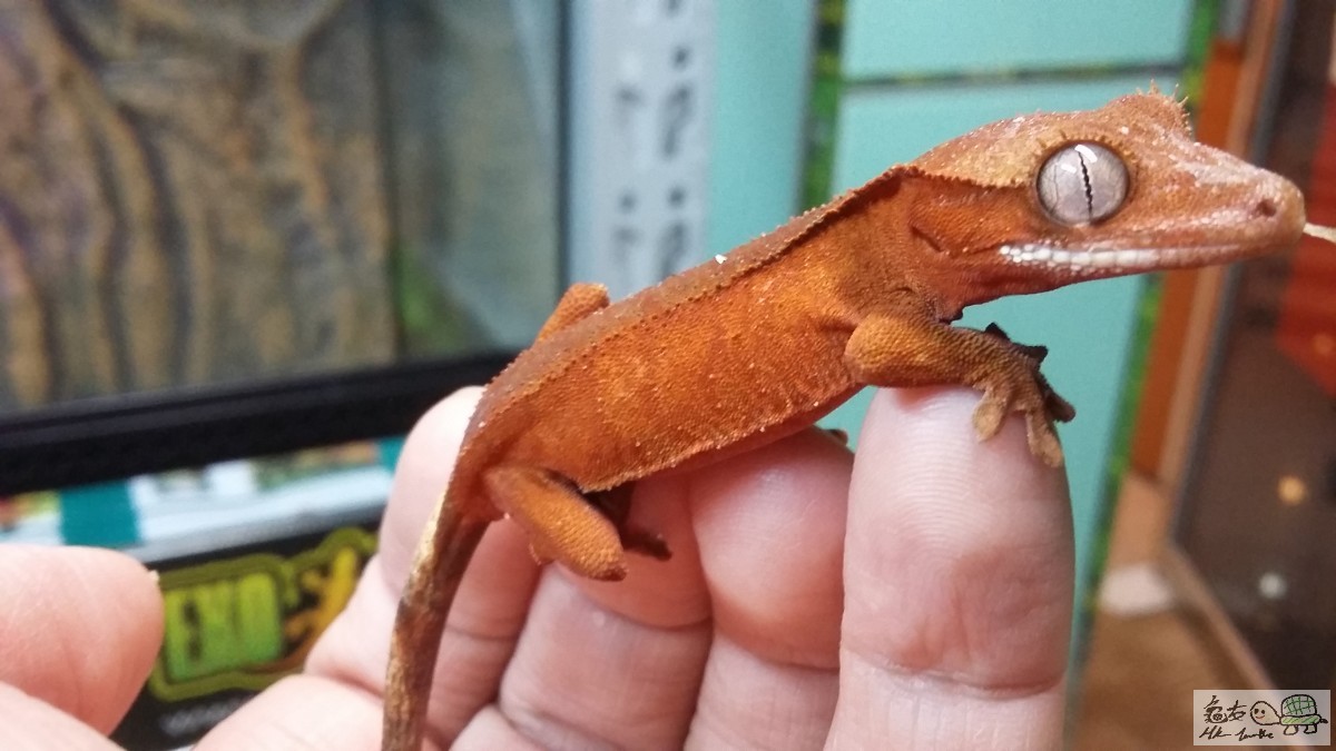 Red Bi-color female2.jpg