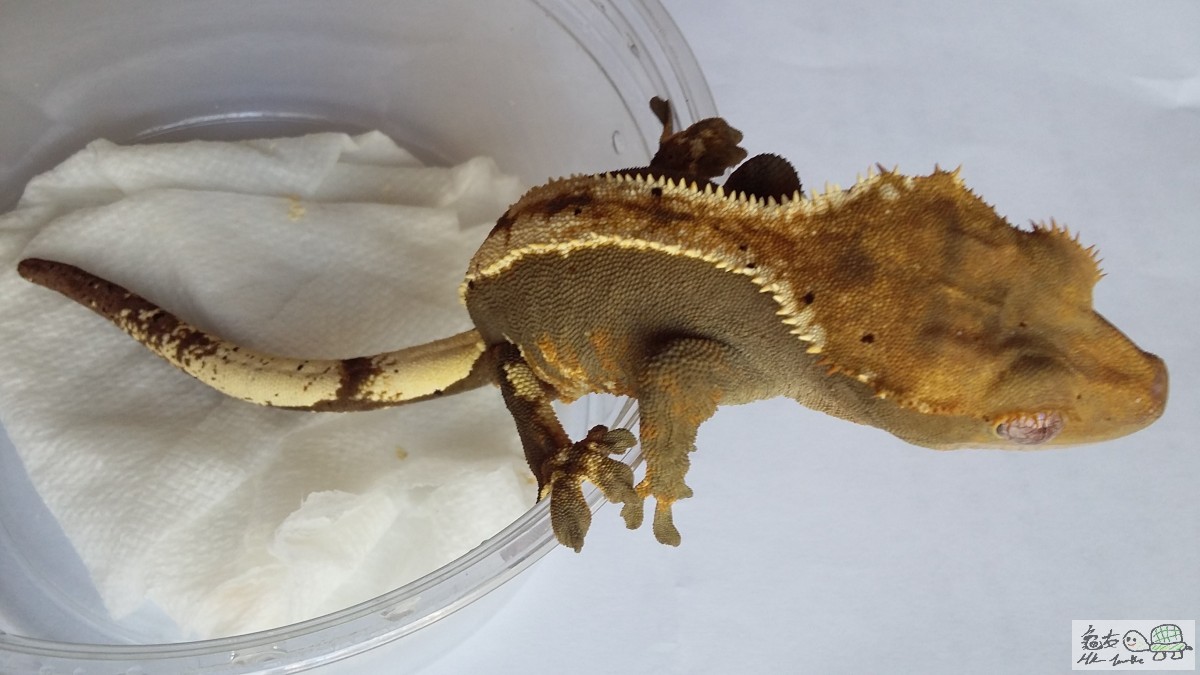 Chocolate  Pinstripe female1.jpg