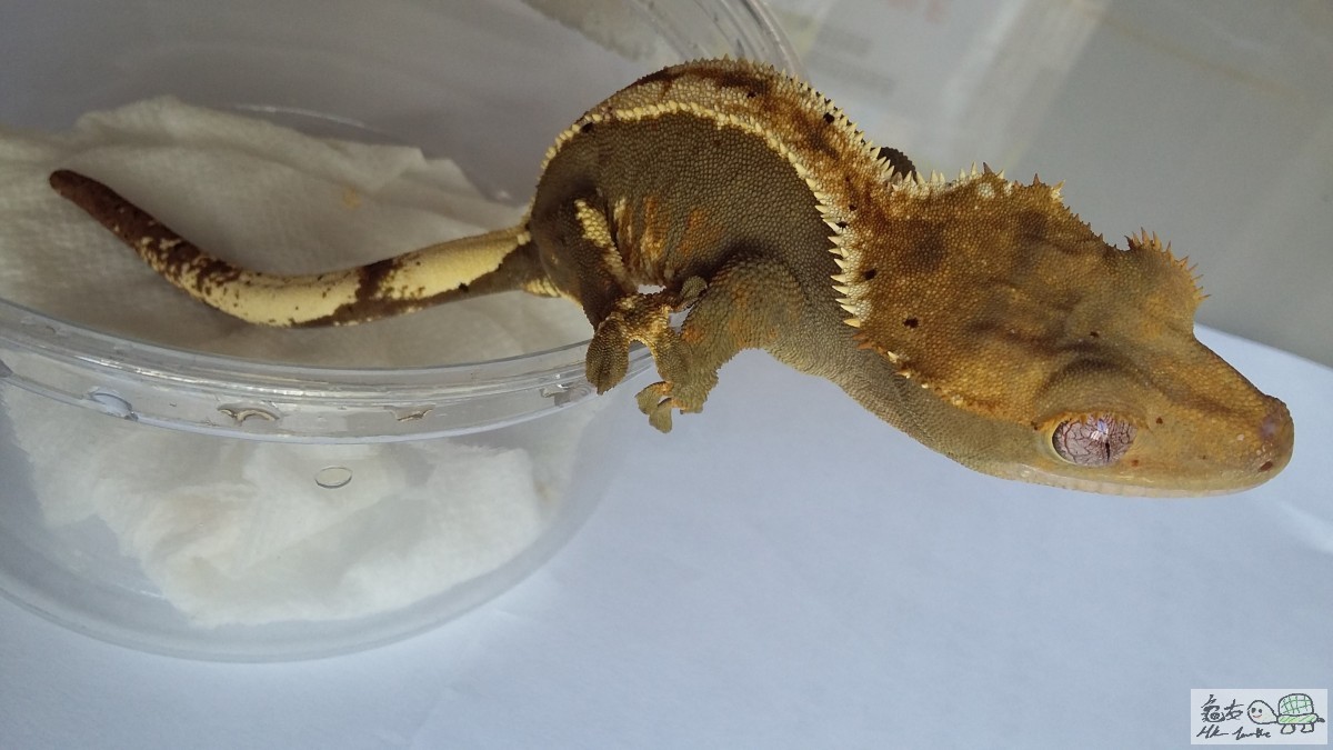 Chocolate  Pinstripe female2.jpg