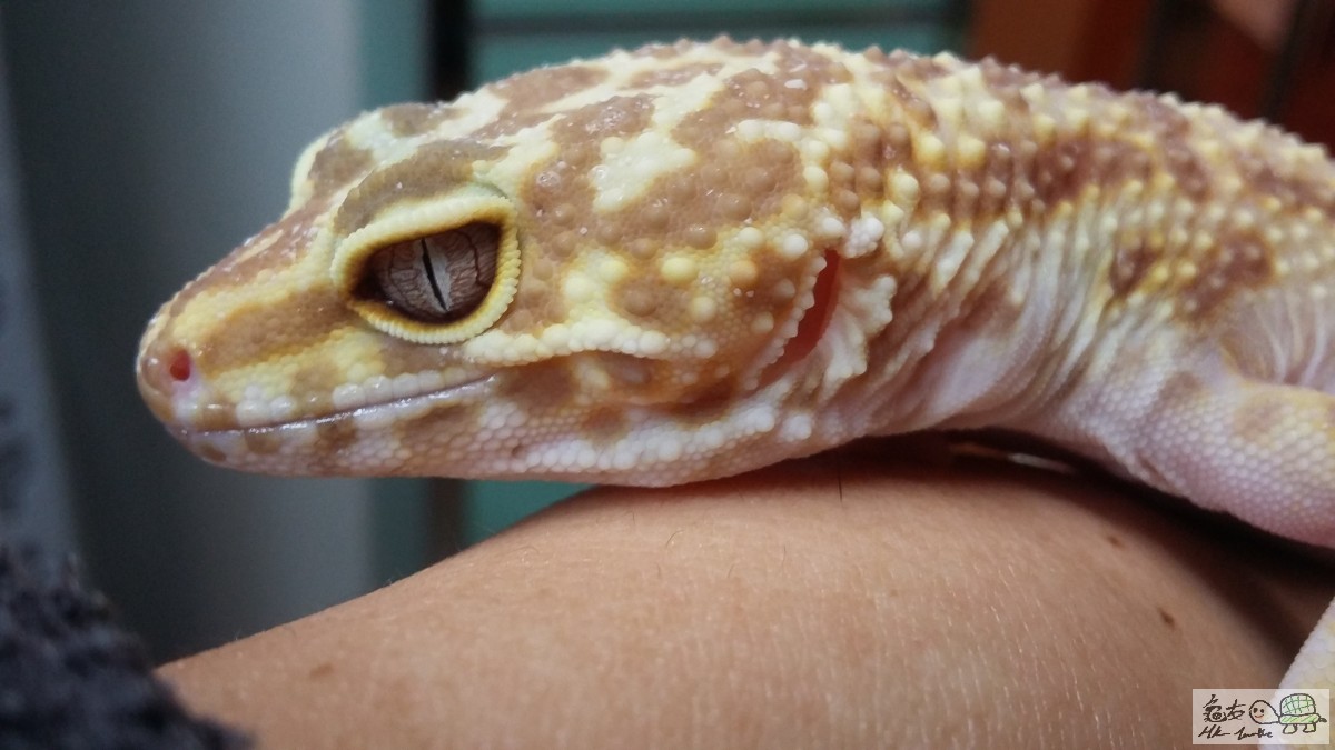 BELL ALBINO 100% HET RADAR母2.jpg