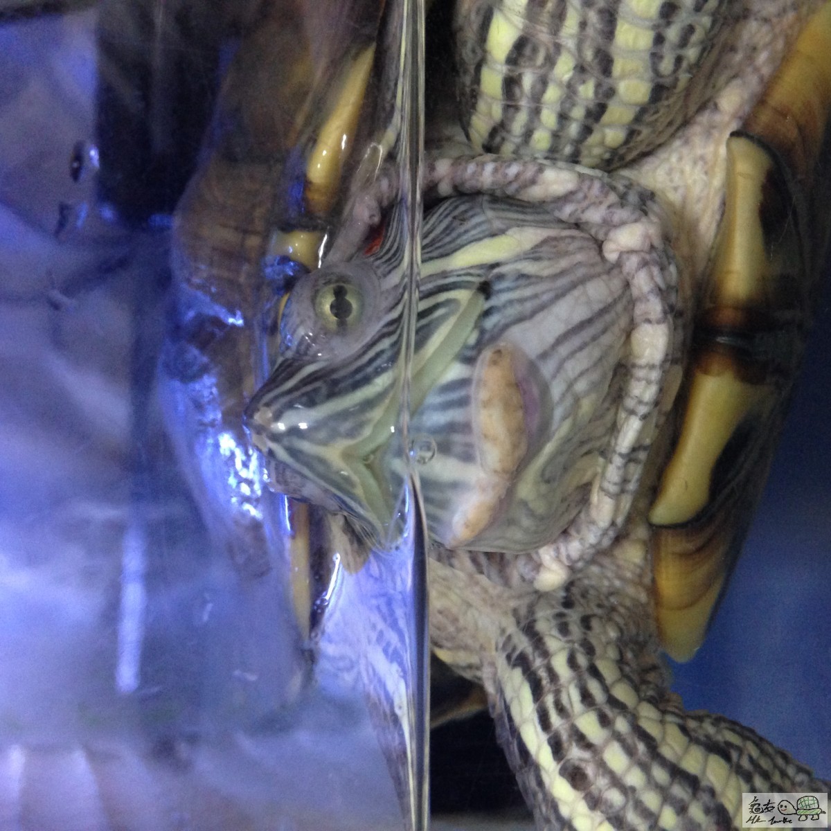 唔知點解冇啦啦有舊咁既野係個嘴下面腫左