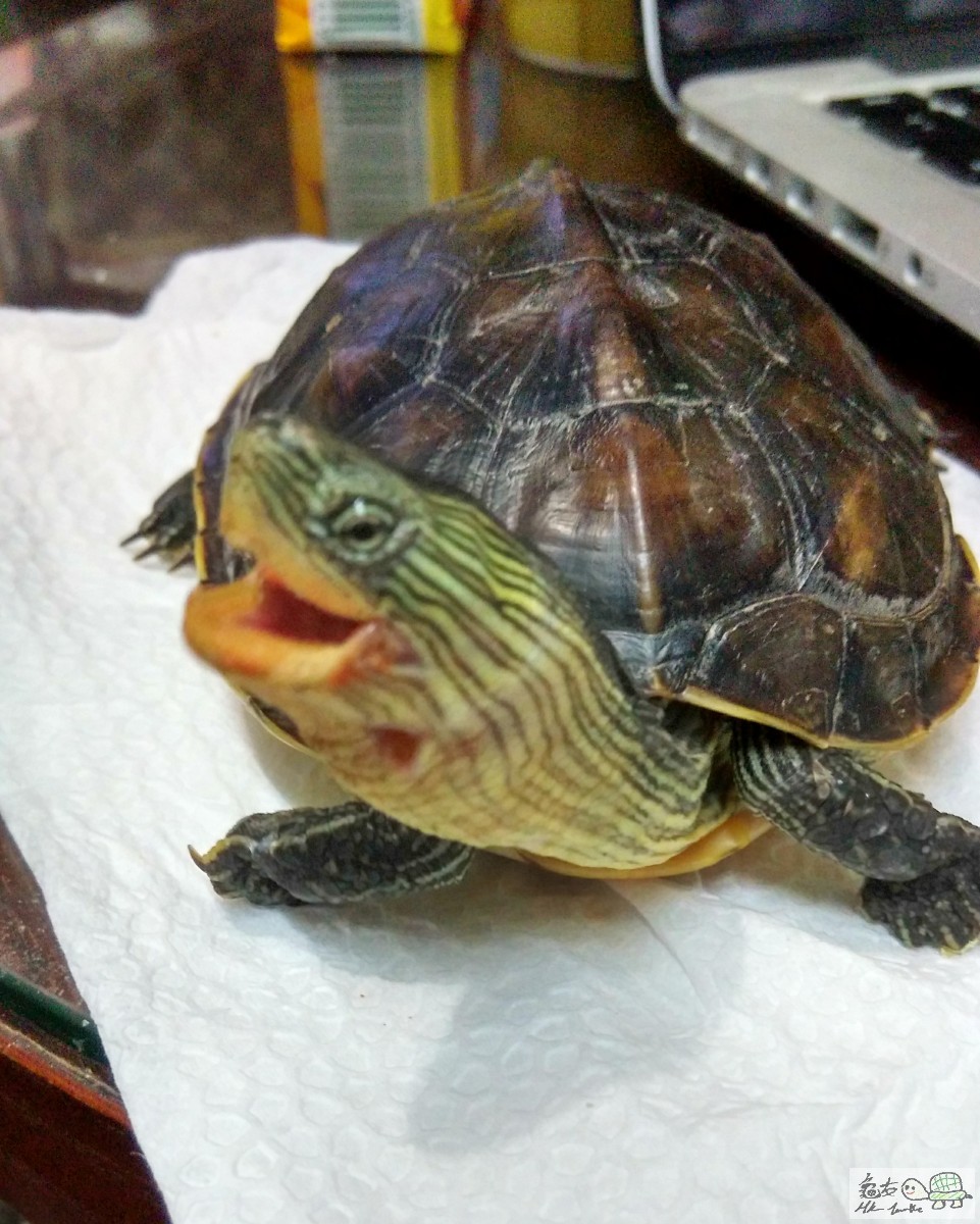 就是這樣張大咀吸一口氣 脖子下面有顆紅粒 