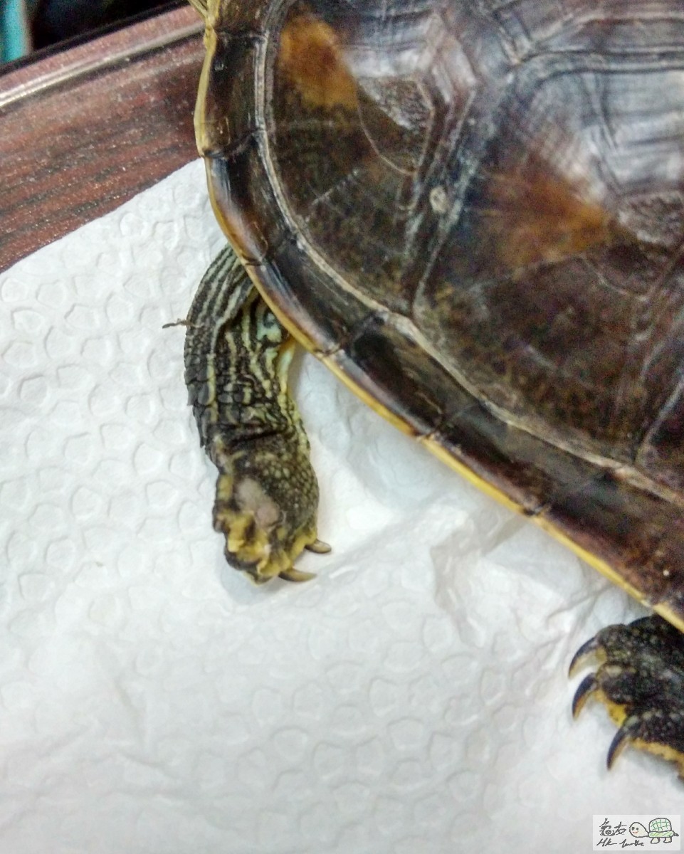 雙手都有點脫皮 所以除了泡藥和喂食 晚上是干養