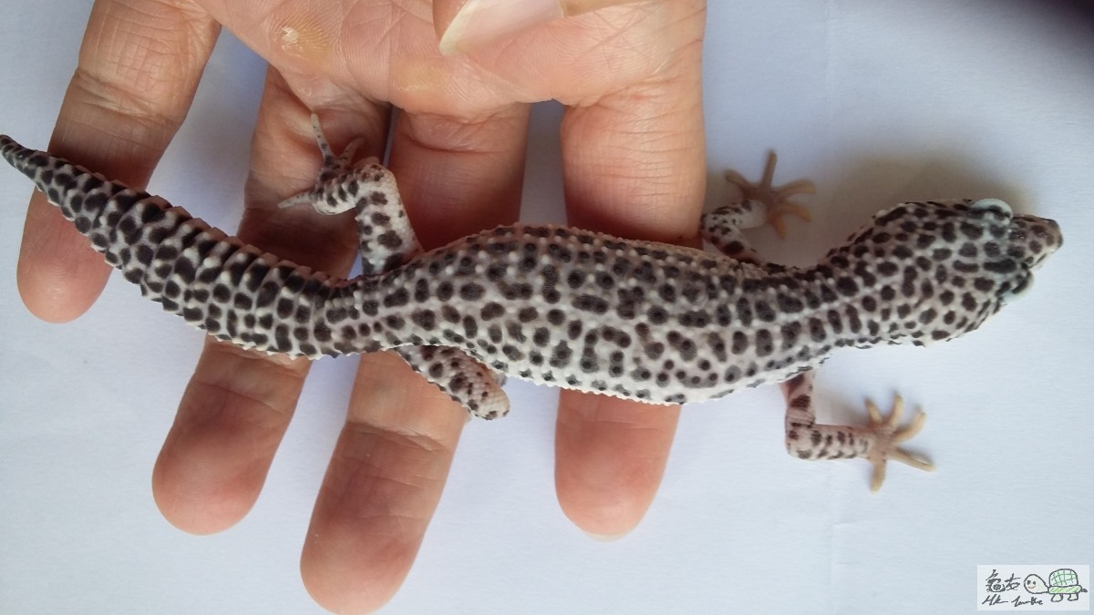 Mack Super Snow female1.jpg