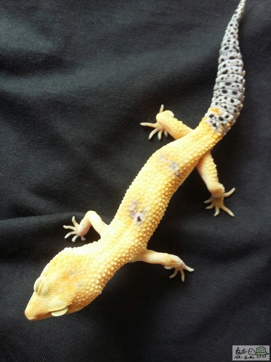 TANGERINE ENIGMA male1.jpg