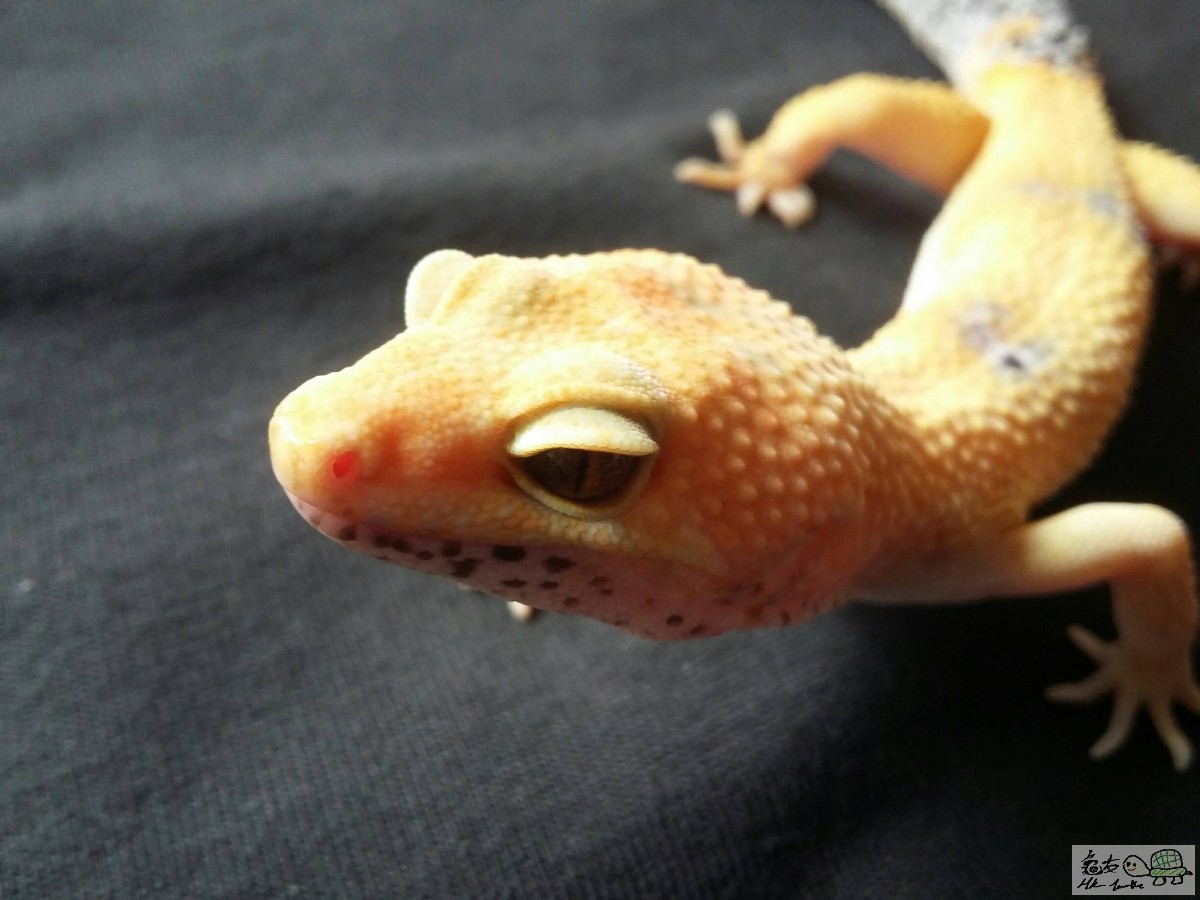 TANGERINE ENIGMA male2.jpg