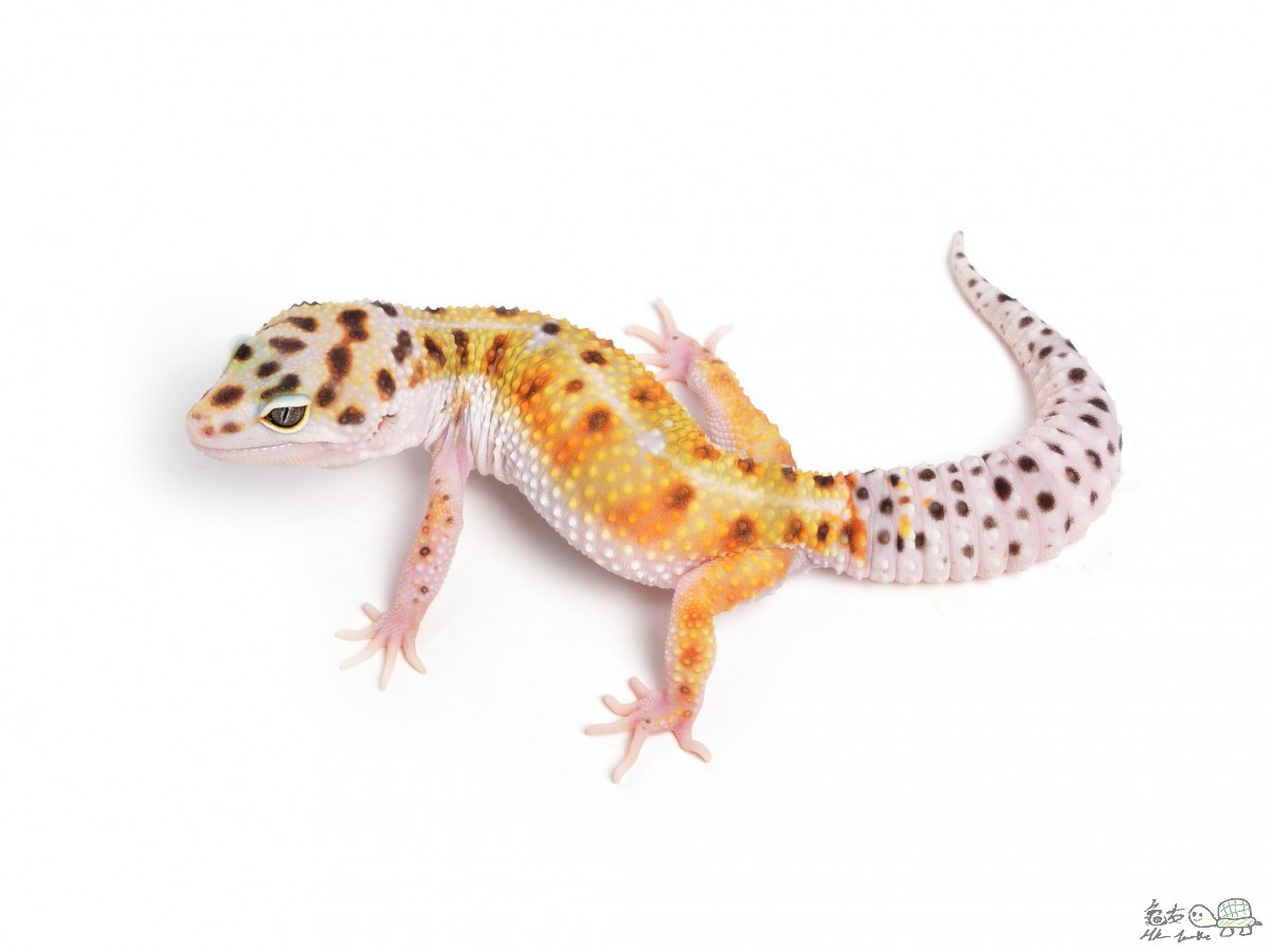 White &amp; Yellow  Female.jpg