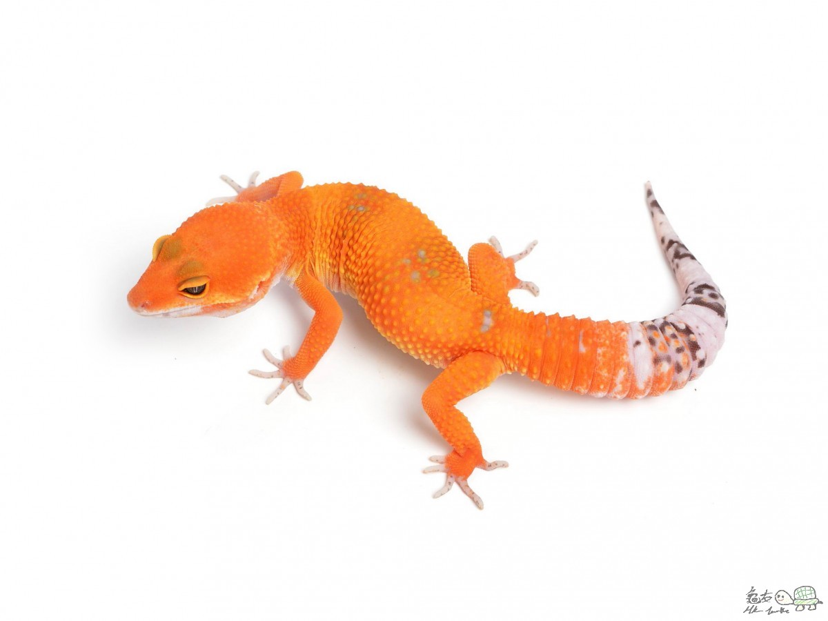 Tangerine Tornado male.jpg