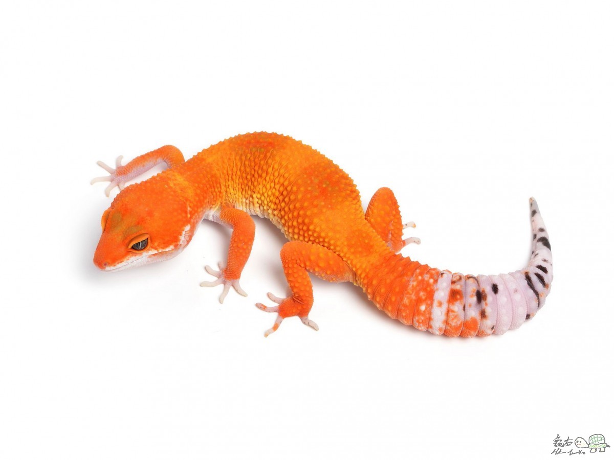 Tangerine Tornado female.jpg