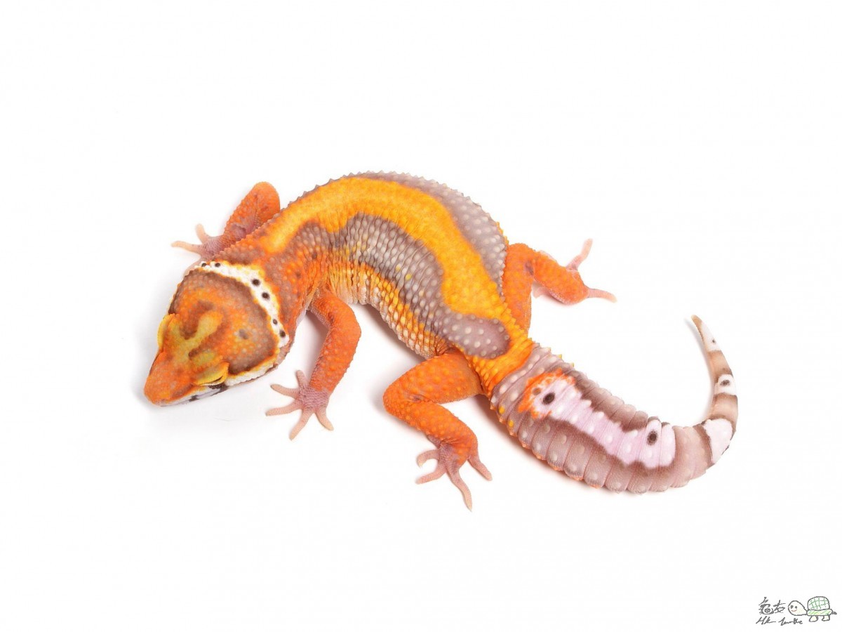 Bell Albino Bold Stripe  Female.jpg