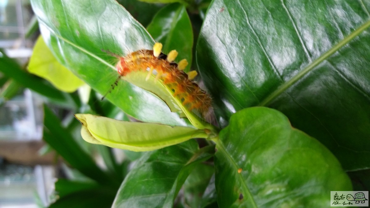 色彩繽紛毛毛虫