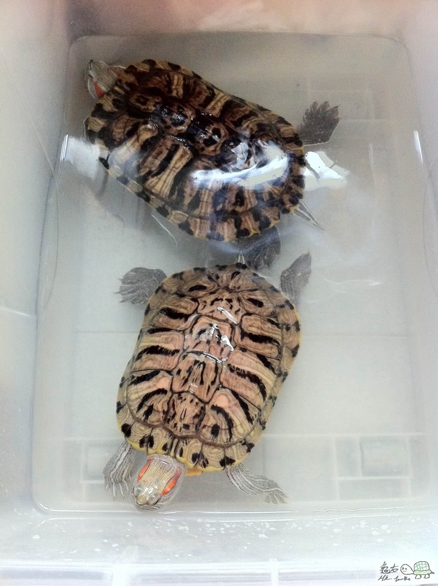 深色是圖2龜，淺色是圖1龜，大過圖1龜很多，所以不知道圖2是公還是乸