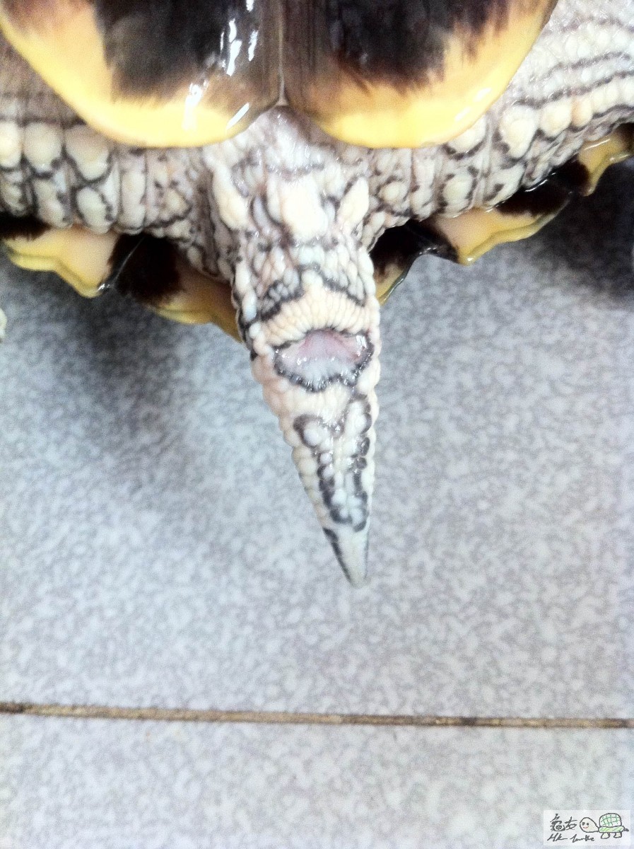 圖2龜尾部，沒按牠，不懂按