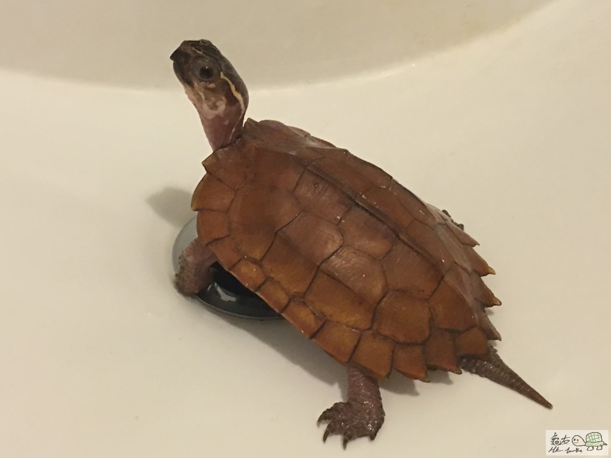 海南楓樹龜