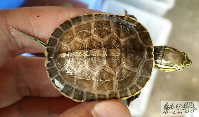 線安布雜草苗 (1).jpg