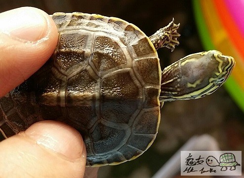 線安布雜草苗 (2).jpg