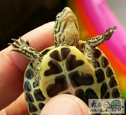 線安布雜草苗 (3).jpg