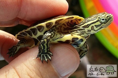 線安布雜草苗 (6).jpg