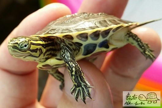 線安布雜草苗 (7).jpg