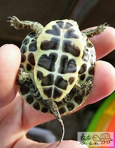 線安布雜草苗 (9).jpg