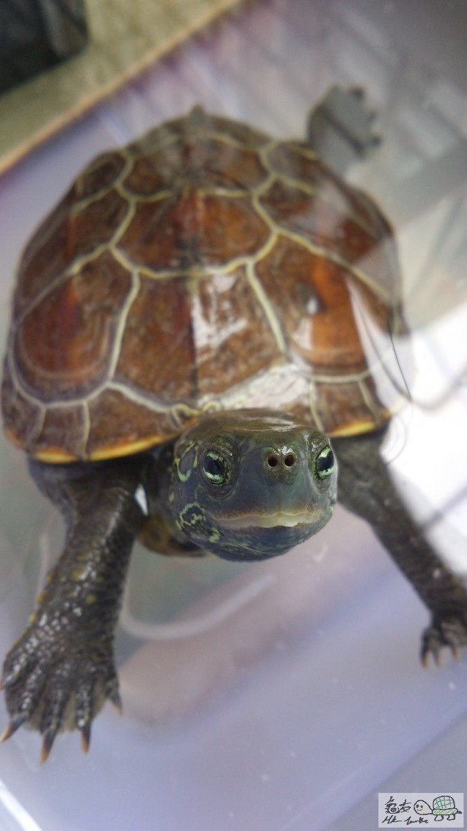 鄂仔 July 2016.jpg