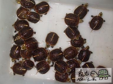 緣苗一批 (1).jpg