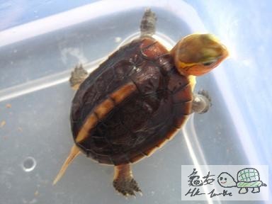 緣苗一批 (3).jpg