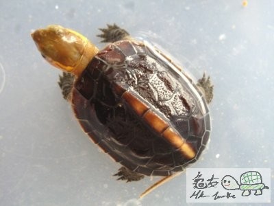 緣苗一批 (2).jpg