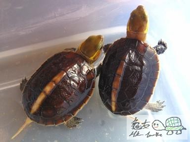 緣苗一批 (4).jpg