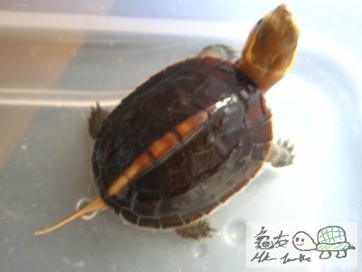 緣苗一批 (5).jpg