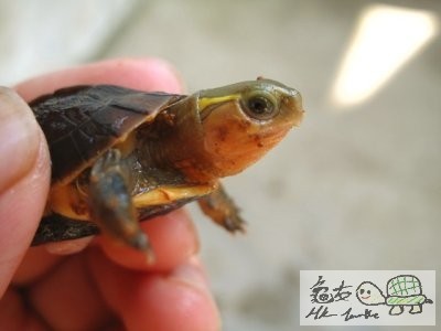 緣苗一批 (6).jpg