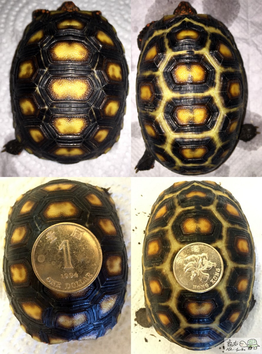 Redfoot 1 Year Change.jpg