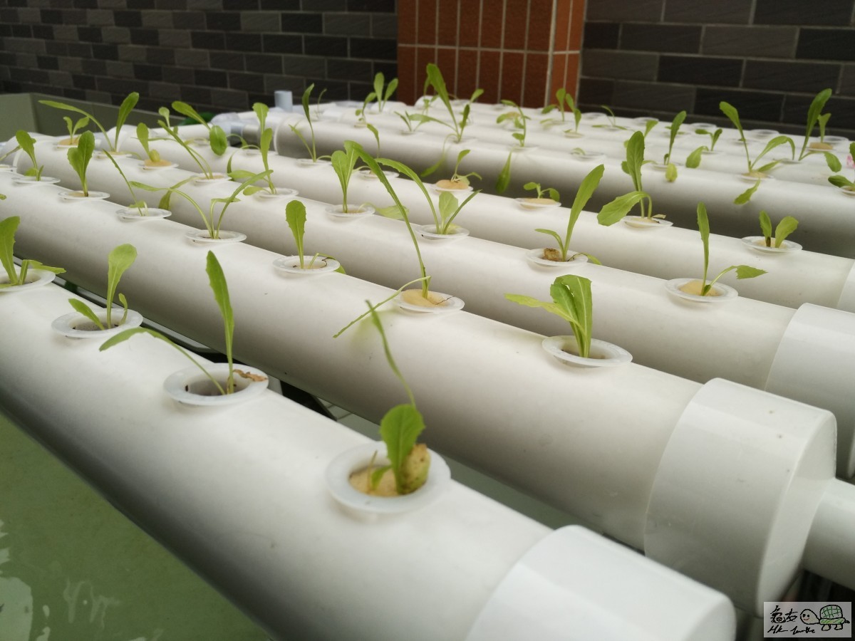 種緊油麥菜,蕃茄,士多啤梨