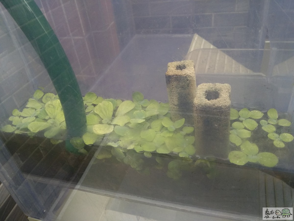 其實浮萍係好有效優化水質
