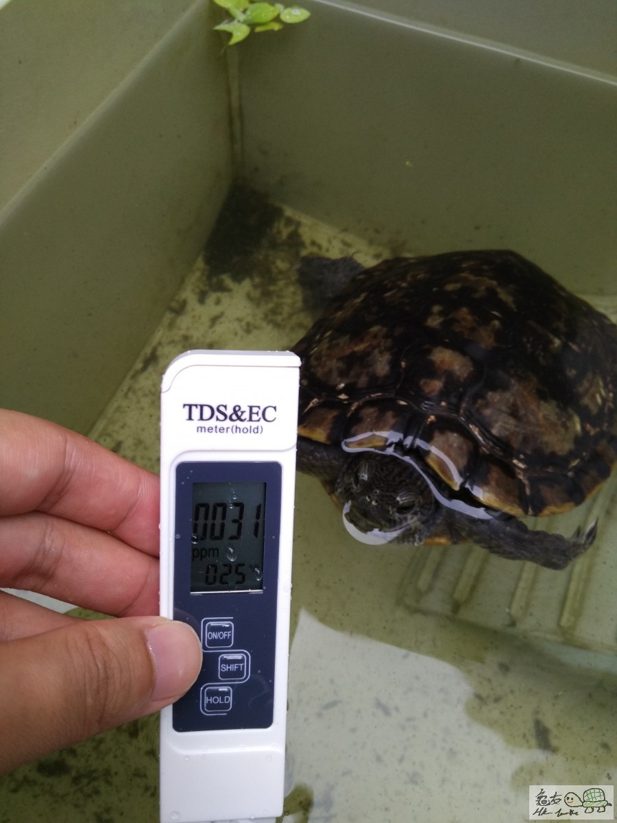 TDS: 31ppm