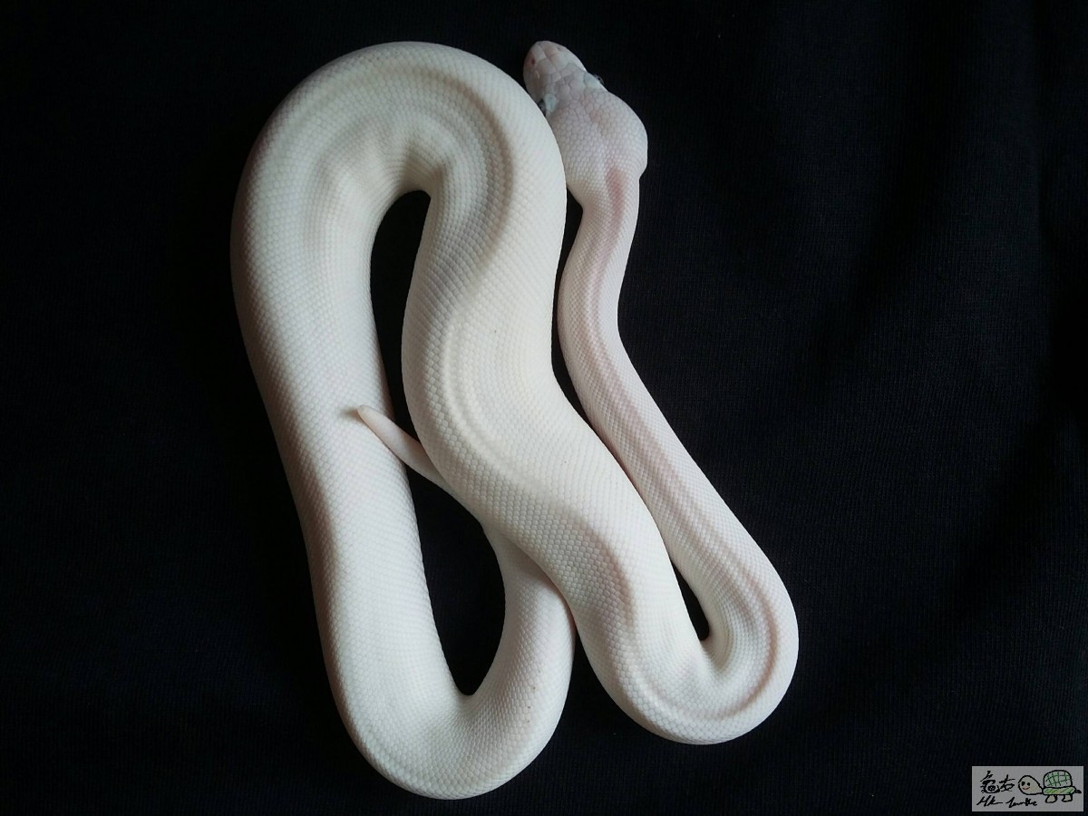 BLUE EYES LUCY male.jpg