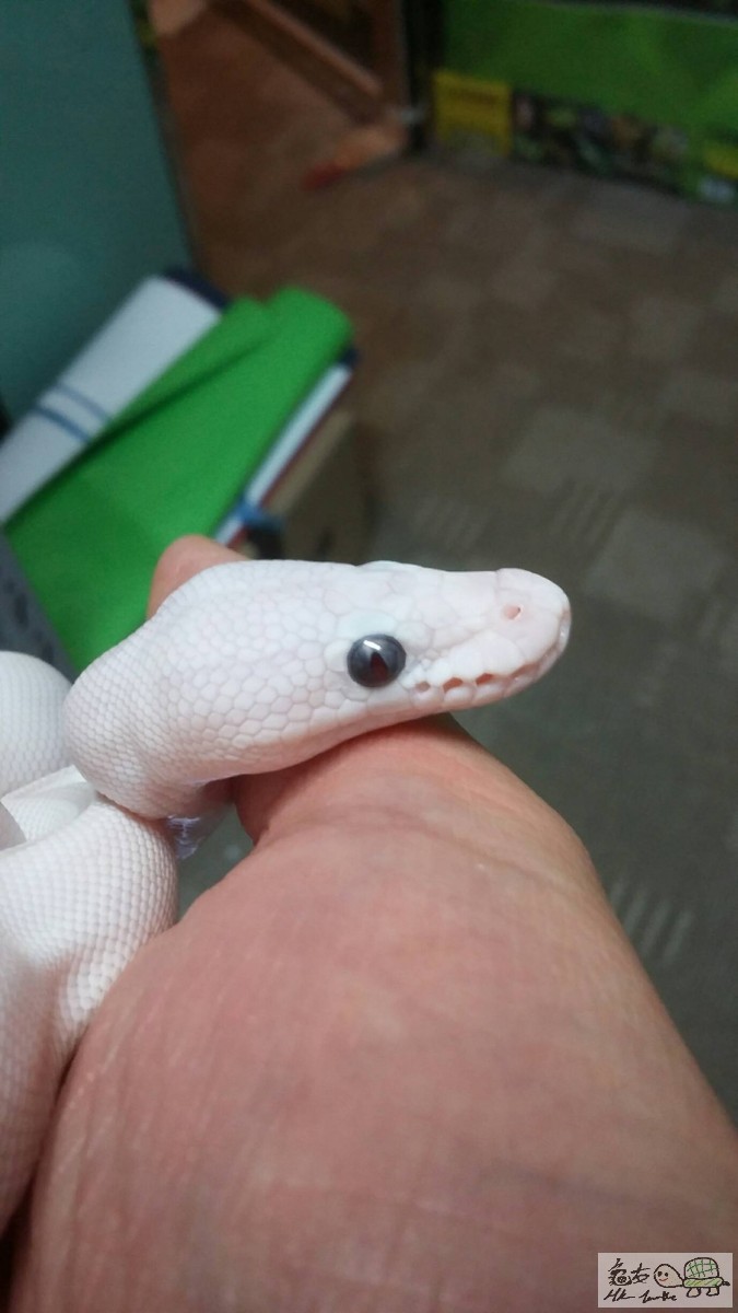 BLUE EYES LUCY male1.jpg