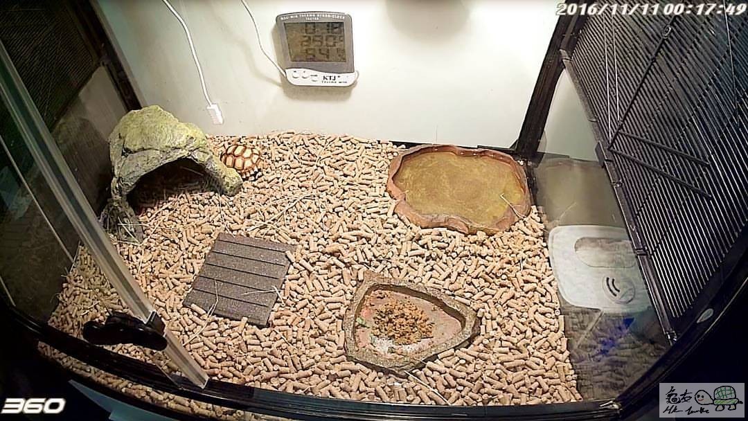 我的龜屋是24的