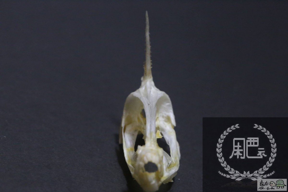 15591418_1387578707939353_8809737054824025167_o (1).jpg